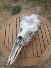 Real bull moose for sale  Naples