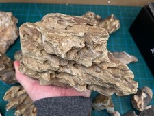 Aquarium rock fish for sale Aquarium rock fish for sale  SELBY