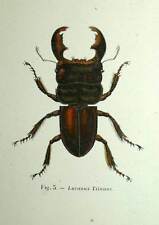 Insecte entomologie coléopter d'occasion  Villeurbanne