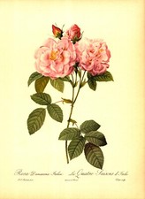 Rosa damascena italica for sale  Navarre