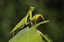 Real praying mantis for sale  Hagerstown