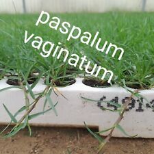 Seminiera 104 paspalum usato  Pachino