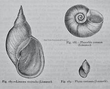 Ocean limnaea stagnalis for sale  UK