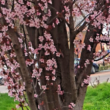 Prunus cerasifera cherry for sale  Hollister