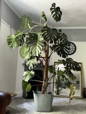 Huge cheese plant for sale  HITCHIN