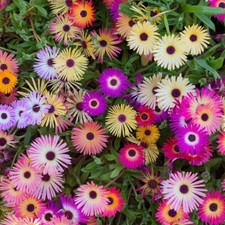 80002197 daisy livingstone gebraucht kaufen  Reutlingen
