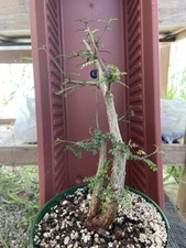 succulent bonsai for sale  Gilroy