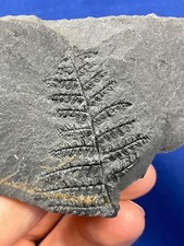 Carboniferous plant fossil gebraucht kaufen  Saarbrücken