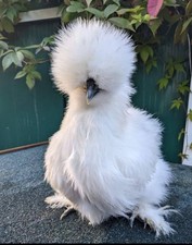 Usa silkie eggs for sale  ST. AUSTELL