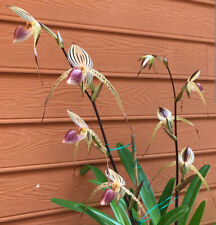 Paphiopedilum lady isabel for sale  Fleming Island