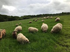 Schafwolle rohwolle 4kg gebraucht kaufen  Dielheim