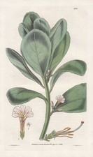 Scaevola koenigii australia d'occasion  Expédié en France