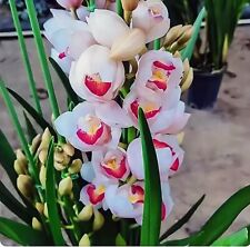 Cymbidium sp. 大花蕙兰 for sale  Chicago