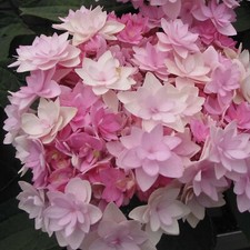 Hydrangea macrophylla romance for sale  BURTON-ON-TRENT
