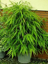 100 arrow bamboo for sale  Ravensdale