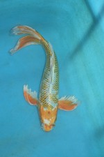 Butterfly kujaku koi for sale  Estill