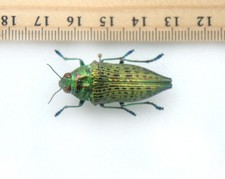 espécies raras de Buprestidae de Juruty, Brasil comprar usado  Enviando para Brazil