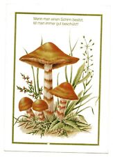 Macrolepiota procera fungo usato  San Teodoro