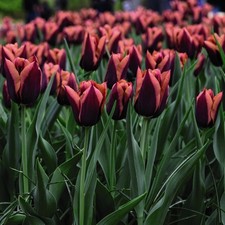 Bulbi tulipani slawa usato  Maddaloni
