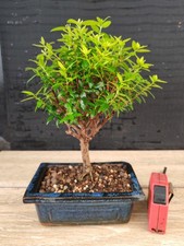 Bonsai mirto cm usato  Frosinone