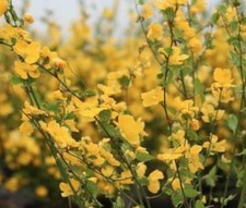 Large kerria japonica for sale  CREWE