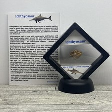 Ichthyosaur extinct dinosaur for sale  Davenport