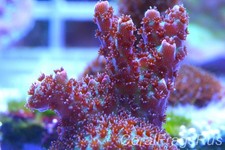 acro wot for sale acro wot for sale REDRUTH