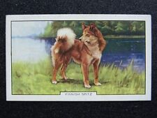 Finnish spitz dogs for sale  UK