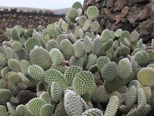 Taglio opuntia microdasys usato  Trappeto