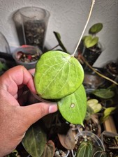 Hoya balaensis rooted for sale  EDINBURGH