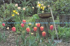 D188286 tulips. trug for sale  WARLINGHAM