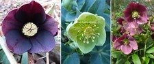 helleborus plants for sale helleborus plants for sale UK