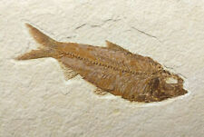 Grade knightia eocaena for sale  Salt Lake City