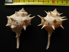 Lot current gastropods for sale  Shipping to Ireland