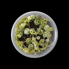 Peperomia prostrata rank gebraucht kaufen  Mainz