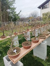 Vivaio vendita prebonsai usato  Vertemate con Minoprio