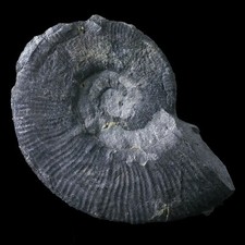 Crioceratite duvali drôme d'occasion  France