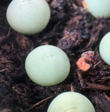 Conophytum calculus live for sale  Seattle