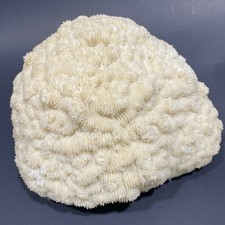 Brain coral 4lb for sale  Freeport