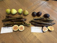 Fig varieties lsu for sale  Richmond