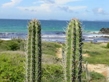 Stenocereus griseus cactus for sale  Malibu