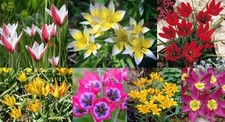 Besonderer wildtulpen mix gebraucht kaufen  Emden