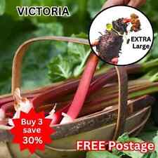 Rhubarb victoria edible for sale  BEDFORD