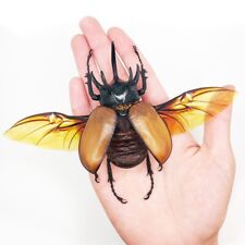 Eupatorus gracilicornis wings for sale  Sahuarita