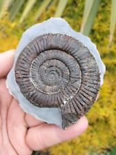 Large dactylioceras ammonites for sale  Shipping to Ireland