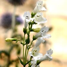 Penstemon wedding day for sale  IPSWICH