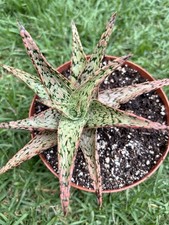 Pink blush aloe for sale  Compton