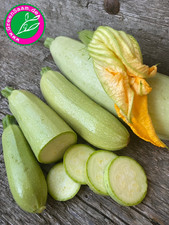 Zucchini bianco sicilia gebraucht kaufen Zucchini bianco sicilia gebraucht kaufen  Tittmoning