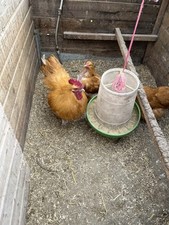 Buff orpington chicken for sale  SELBY