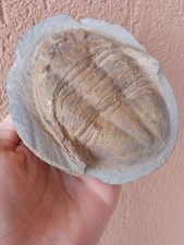 Fossili grande trilobite usato  Pontedera